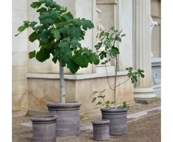 Bergs Potter Cilindro Kruka Raw Grey Terracotta Ø50