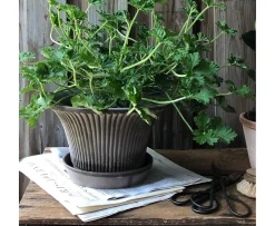 Bergs Potter Daisy Kruka med Fat Raw Grey Terracotta Ø30
