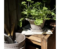 Bergs Potter Daisy Kruka med Fat Raw Grey Terracotta Ø25