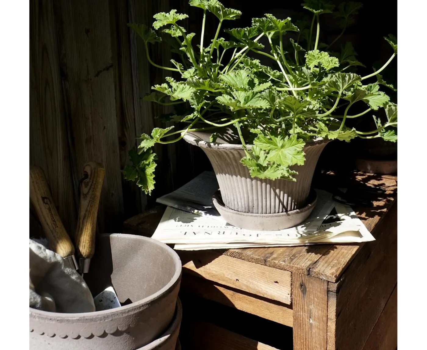 Bergs Potter Daisy Kruka med Fat Raw Grey Terracotta Ø25