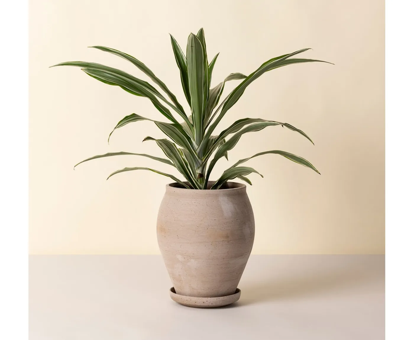 Bergs Potter Delphi Kruka med Fat Raw Grey Ø22