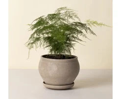 Bergs Potter Delphi Kruka med Fat Raw Grey Low Ø24