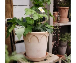 Bergs Potter Elizabeth Kruka med Fat Raw Rosa Terracotta Ø25