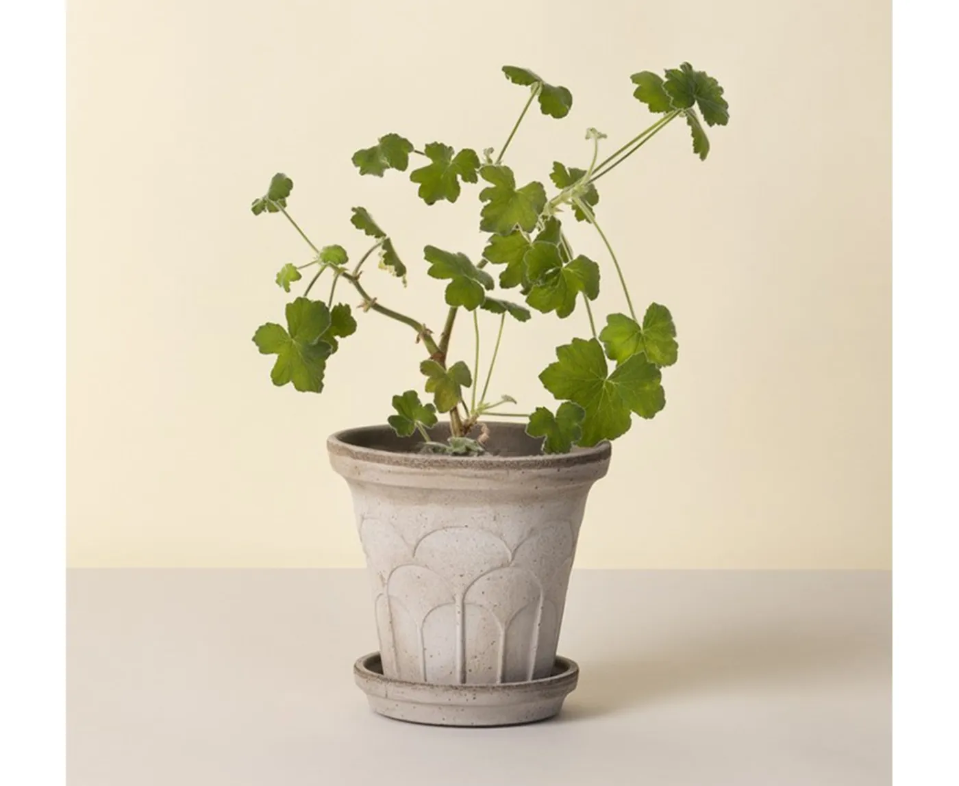 Bergs Potter Fleur Kruka med Fat Raw Grey Ø16