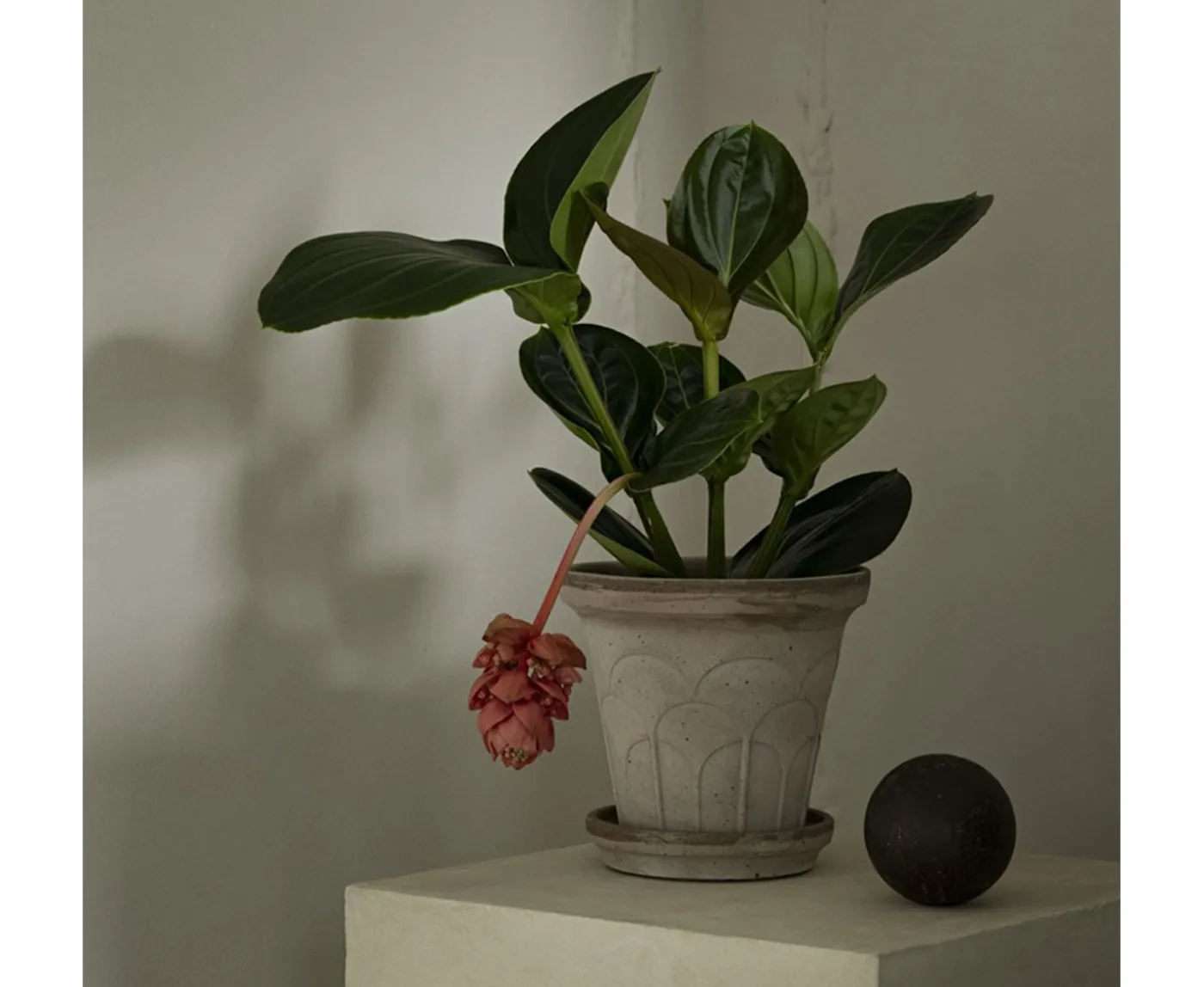Bergs Potter Fleur Kruka med Fat Raw Grey Ø18