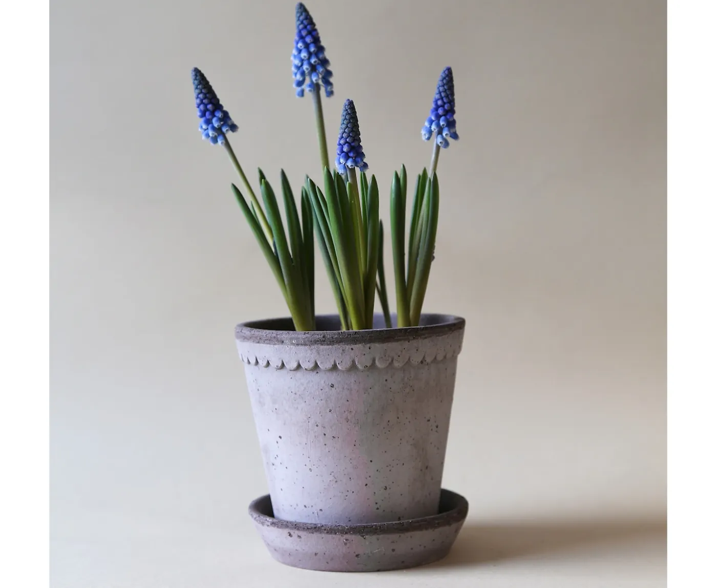 Bergs Potter Helena Kruka med Fat Raw Grey Terracotta Ø25