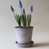 Bergs Potter Helena Kruka med Fat Raw Grey Terracotta Ø21