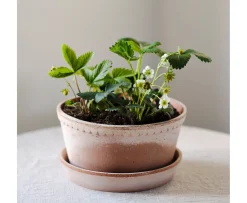 Bergs Potter Helena Low Kruka med Fat Raw Rosa Terracotta Ø21