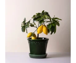 Bergs Potter Københavner Kruka med Fat Glazed Emerald Green Ø16