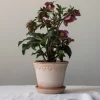 Bergs Potter Københavner Kruka med Fat Raw Rosa Terracotta Ø30
