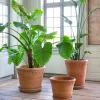 Bergs Potter Københavner Kruka Raw Rosa Terracotta Ø60