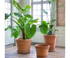 Bergs Potter Københavner Kruka Raw Rosa Terracotta Ø70