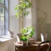 Bergs Potter Københavner Tall Kruka med Fat Raw Grey Terracotta Ø14