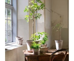 Bergs Potter Københavner Tall Kruka med Fat Raw Grey Terracotta Ø14