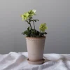 Bergs Potter Københavner Tall Kruka med Fat Raw Rosa Terracotta Ø18