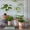 Bergs Potter Københavner Tall Kruka med Fat Raw Rosa Terracotta Ø14