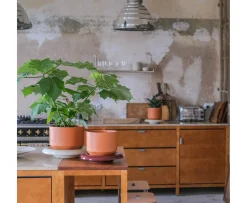 Bergs Potter Lily Fat Glazed Sandstone Ø18