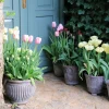 Bergs Potter Piccolina Kruka Raw Grey Terracotta Ø40