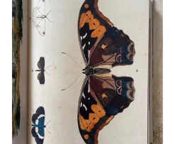 New Mags John Derian Picture Book Bok