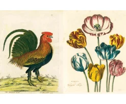 New Mags John Derian Picture Book Bok